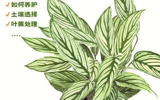 孔雀竹芋怎样换土（孔雀竹芋怎样换土视频）