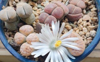 生石花徒长了怎么办（生石花徒长扒开会死吗）