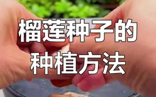 榴莲种子怎么种（榴莲种子怎么种植）