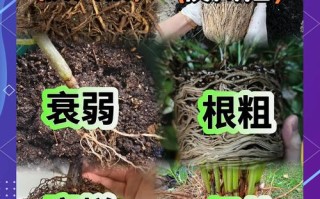生根剂不用买（生根剂能浇花吗）