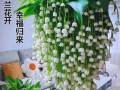 铃兰种球怎么种（铃兰种球怎么种植方法）