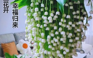 铃兰种球怎么种（铃兰种球怎么种植方法）