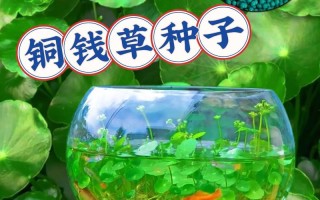金钱草怎么养（鱼缸里养金钱草怎么养）