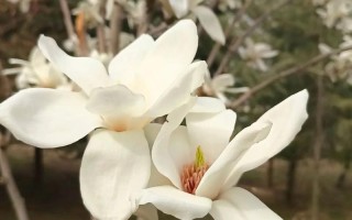 白玉兰花期怎么养护（白玉兰花花期）