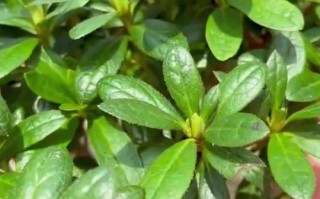 山育杜鹃的花期养护（山育杜鹃的花期养护注意事项）