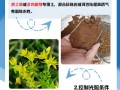 金叶佛甲草的繁殖方法（金叶佛甲草怎么繁殖）