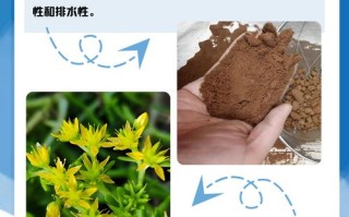 金叶佛甲草的繁殖方法（金叶佛甲草怎么繁殖）