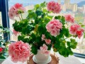 这3种花最爱“喝水”（什么花喜欢水图片大全）