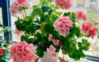 这3种花最爱“喝水”（什么花喜欢水图片大全）