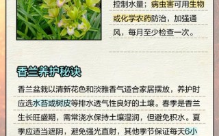 香兰怎么养护（瑞香的养护方法和管理）