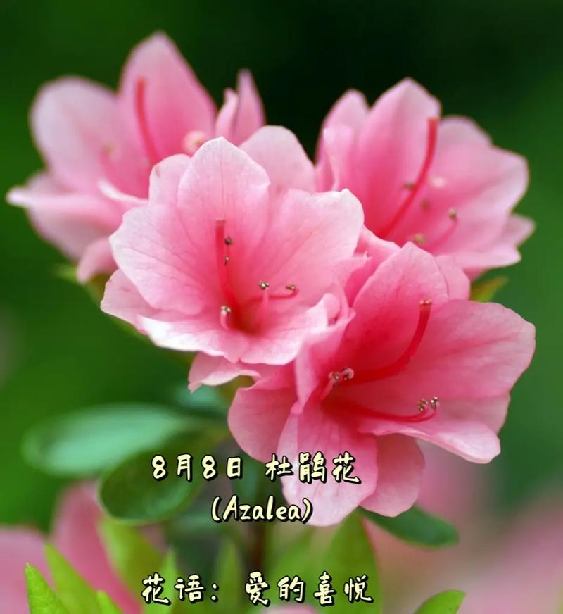 笑脸鲜花花语(笑脸花朵怎么画)-第1张图片-花花知道网 笑脸鲜花花语(笑脸花朵怎么画)-第1张图片-花花知道网