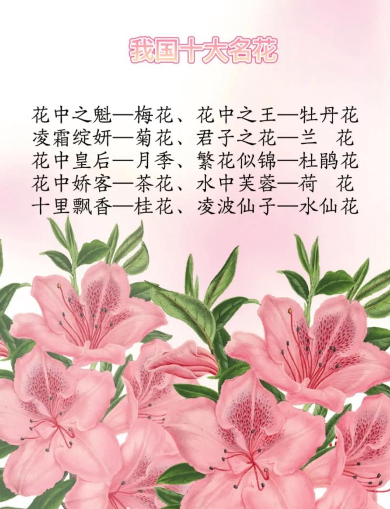 笑脸鲜花花语(笑脸花朵怎么画)-第4张图片-花花知道网 笑脸鲜花花语(笑脸花朵怎么画)-第4张图片-花花知道网