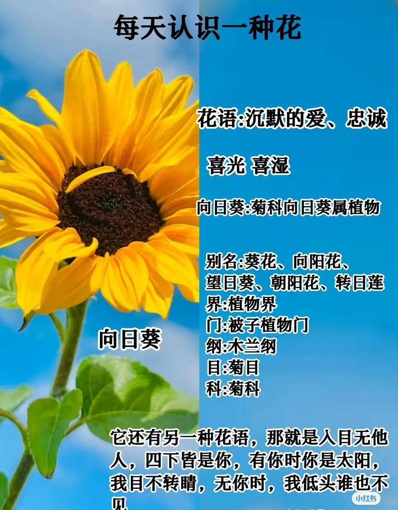 笑脸鲜花花语(笑脸花朵怎么画)-第5张图片-花花知道网 笑脸鲜花花语(笑脸花朵怎么画)-第5张图片-花花知道网