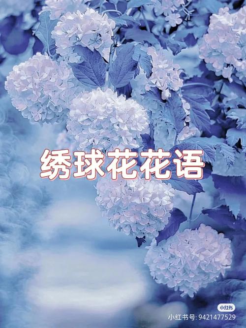 绣球鲜花花语(绣球花束的花语)-第3张图片-花花知道网 绣球鲜花花语(绣球花束的花语)-第3张图片-花花知道网