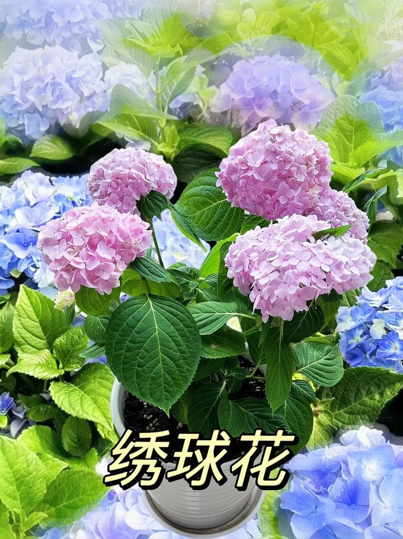 绣球鲜花花语(绣球花束的花语)-第4张图片-花花知道网 绣球鲜花花语(绣球花束的花语)-第4张图片-花花知道网