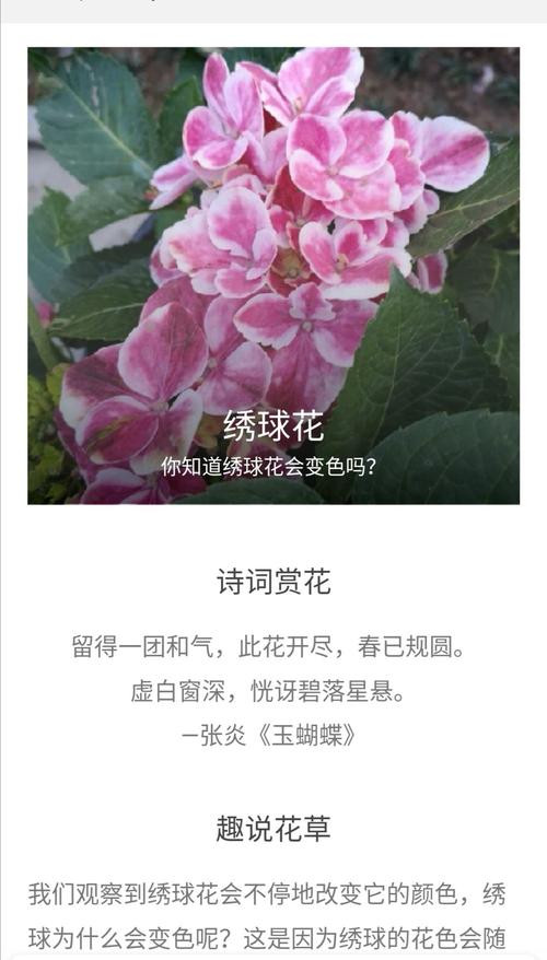 绣球鲜花花语(绣球花束的花语)-第5张图片-花花知道网 绣球鲜花花语(绣球花束的花语)-第5张图片-花花知道网