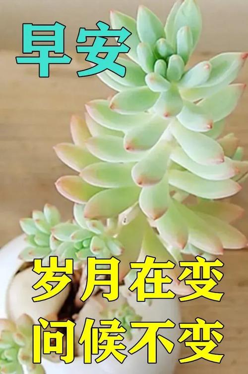 777鲜花代表的寓意(花语77朵)-第3张图片-花花知道网 777鲜花代表的寓意(花语77朵)-第3张图片-花花知道网