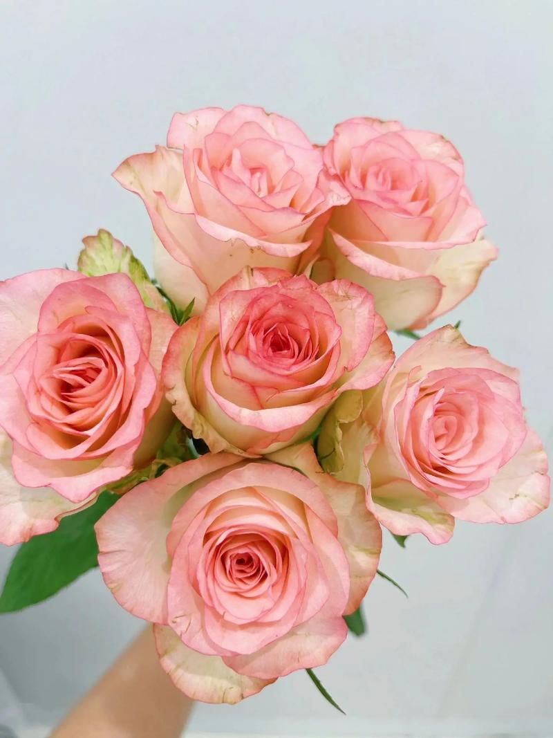 爱莎鲜花花语(艾莎鲜花花语)-第5张图片-花花知道网 爱莎鲜花花语(艾莎鲜花花语)-第5张图片-花花知道网