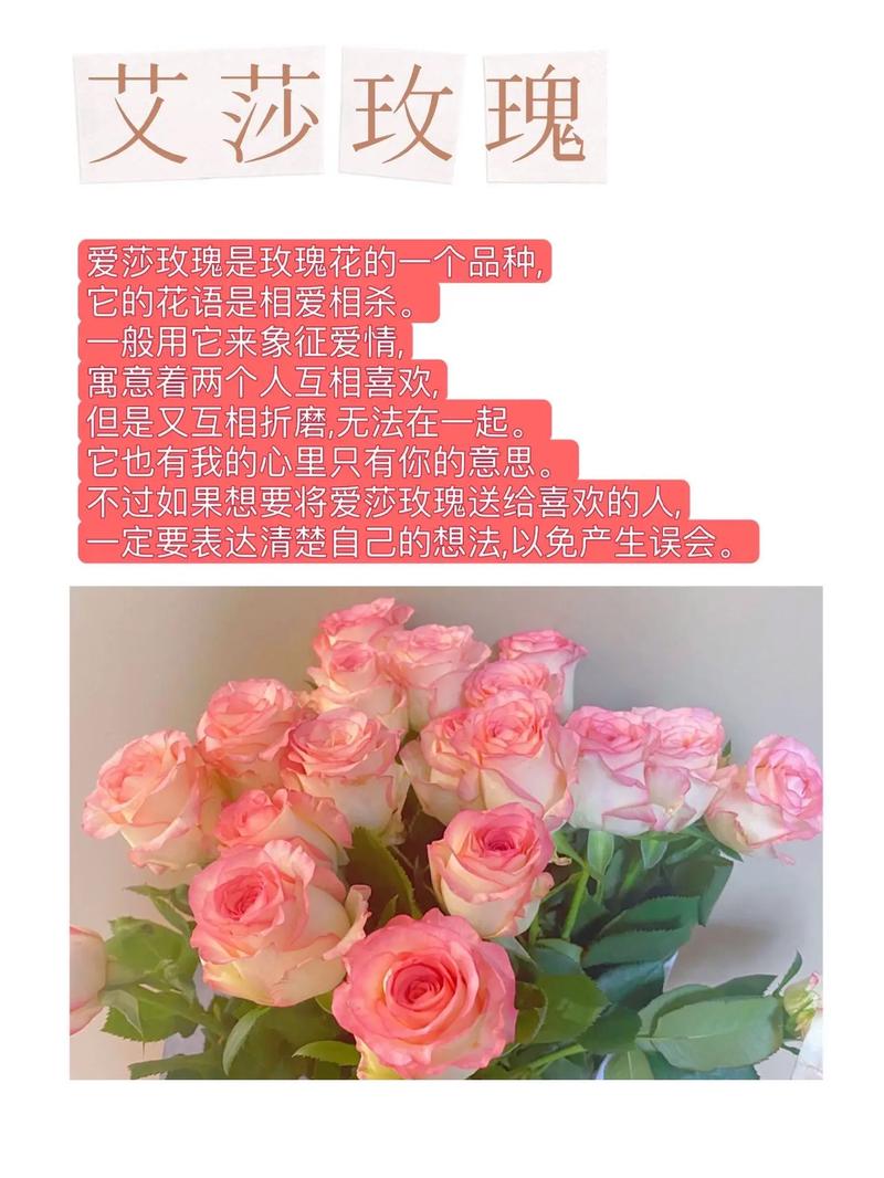 爱莎鲜花花语(艾莎鲜花花语)-第4张图片-花花知道网 爱莎鲜花花语(艾莎鲜花花语)-第4张图片-花花知道网