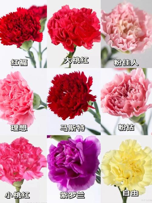 康乃馨送花的讲究(康乃馨送花代表什么)-第3张图片-花花知道网 康乃馨送花的讲究(康乃馨送花代表什么)-第3张图片-花花知道网