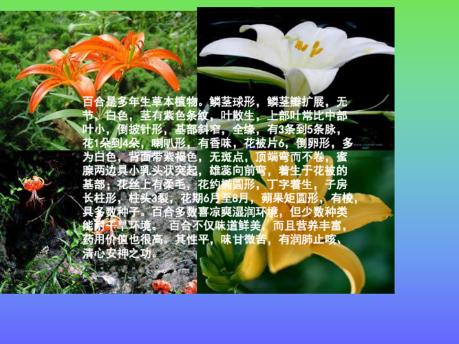 百合鲜花花语(百合花花语代表什么花语)-第1张图片-花花知道网 百合鲜花花语(百合花花语代表什么花语)-第1张图片-花花知道网