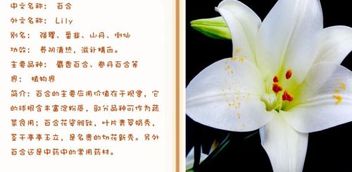 百合鲜花花语(百合花花语代表什么花语)-第2张图片-花花知道网 百合鲜花花语(百合花花语代表什么花语)-第2张图片-花花知道网