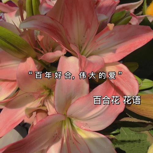 百合鲜花花语(百合花花语代表什么花语)-第3张图片-花花知道网 百合鲜花花语(百合花花语代表什么花语)-第3张图片-花花知道网