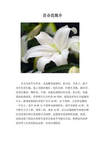 百合鲜花花语(百合花花语代表什么花语)-第7张图片-花花知道网 百合鲜花花语(百合花花语代表什么花语)-第7张图片-花花知道网