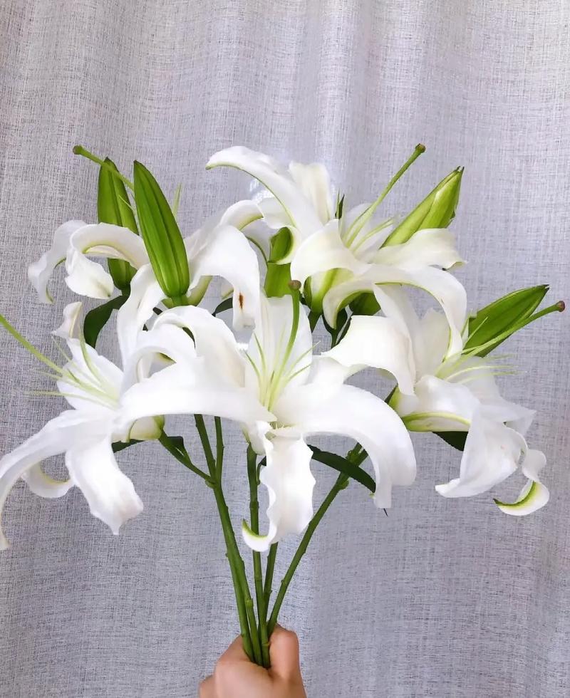 百合鲜花花语(百合花花语代表什么花语)-第8张图片-花花知道网 百合鲜花花语(百合花花语代表什么花语)-第8张图片-花花知道网