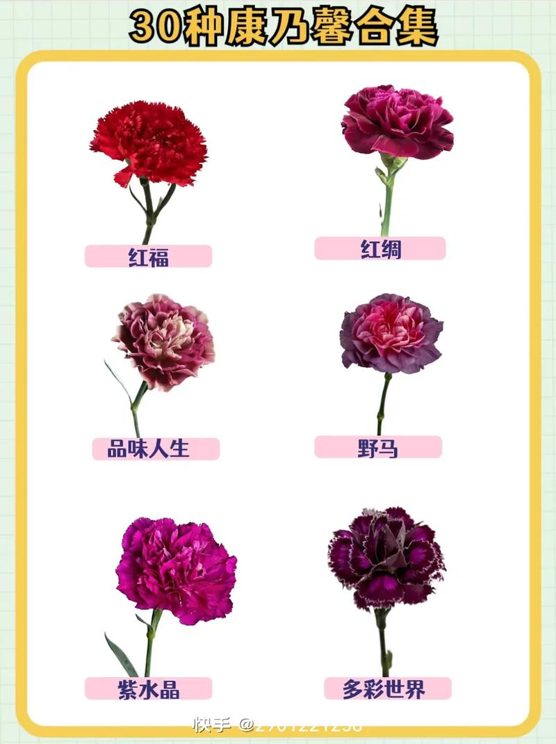 33朵康乃馨鲜花花束寓意(康乃馨3朵小花束图片)-第7张图片-花花知道网 33朵康乃馨鲜花花束寓意(康乃馨3朵小花束图片)-第7张图片-花花知道网