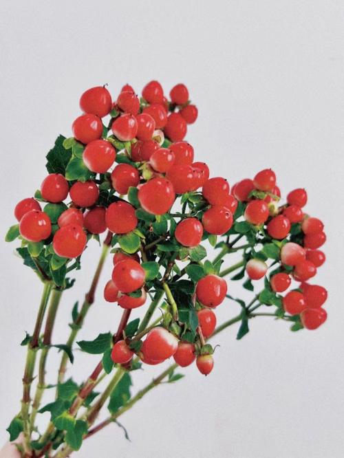 红豆鲜花花语(鲜花红豆花语和寓意)-第2张图片-花花知道网 红豆鲜花花语(鲜花红豆花语和寓意)-第2张图片-花花知道网