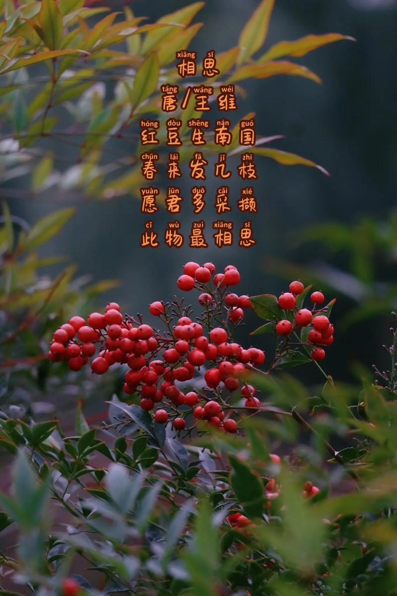 红豆鲜花花语(鲜花红豆花语和寓意)-第4张图片-花花知道网 红豆鲜花花语(鲜花红豆花语和寓意)-第4张图片-花花知道网