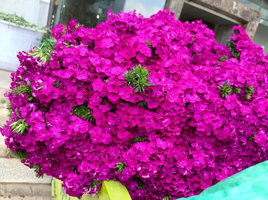 红豆鲜花花语(鲜花红豆花语和寓意)-第5张图片-花花知道网 红豆鲜花花语(鲜花红豆花语和寓意)-第5张图片-花花知道网