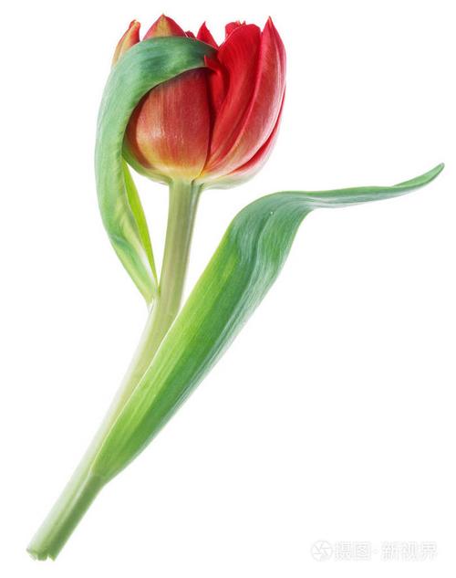 33朵皇冠鲜花花束寓意(皇冠花束图片)-第5张图片-花花知道网 33朵皇冠鲜花花束寓意(皇冠花束图片)-第5张图片-花花知道网