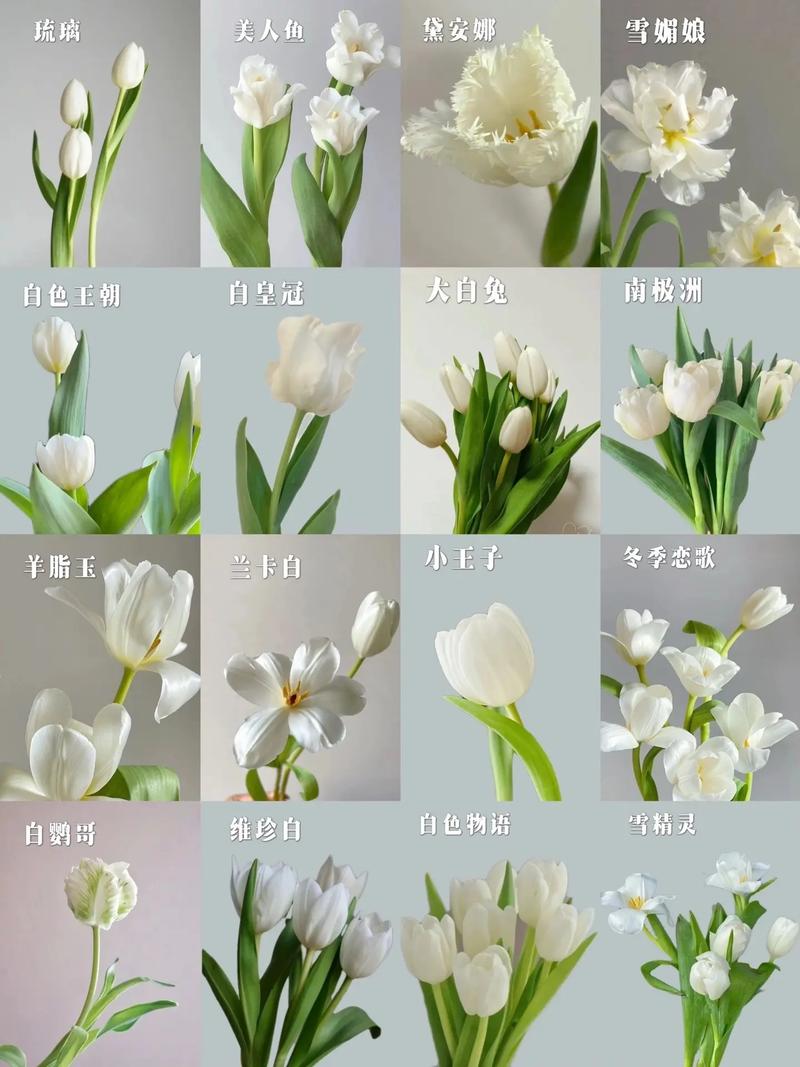 11朵白色郁金香鲜花寓意(11朵白色郁金香鲜花寓意什么)-第1张图片-花花知道网 11朵白色郁金香鲜花寓意(11朵白色郁金香鲜花寓意什么)-第1张图片-花花知道网