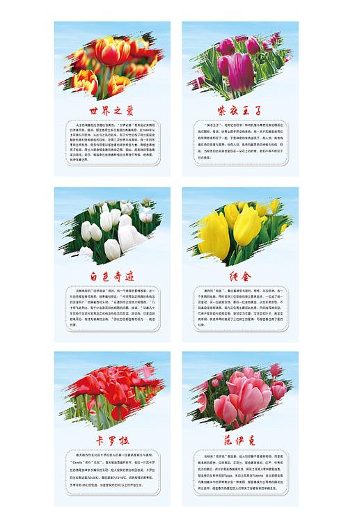 11朵白色郁金香鲜花寓意(11朵白色郁金香鲜花寓意什么)-第2张图片-花花知道网 11朵白色郁金香鲜花寓意(11朵白色郁金香鲜花寓意什么)-第2张图片-花花知道网
