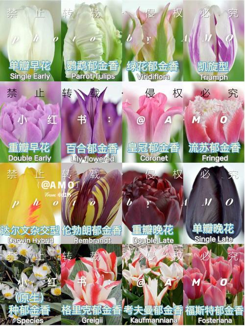 11朵白色郁金香鲜花寓意(11朵白色郁金香鲜花寓意什么)-第4张图片-花花知道网 11朵白色郁金香鲜花寓意(11朵白色郁金香鲜花寓意什么)-第4张图片-花花知道网