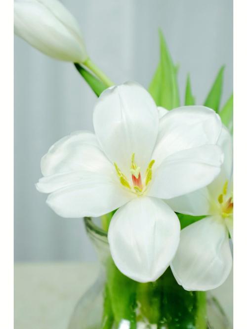 11朵白色郁金香鲜花寓意(11朵白色郁金香鲜花寓意什么)-第5张图片-花花知道网 11朵白色郁金香鲜花寓意(11朵白色郁金香鲜花寓意什么)-第5张图片-花花知道网