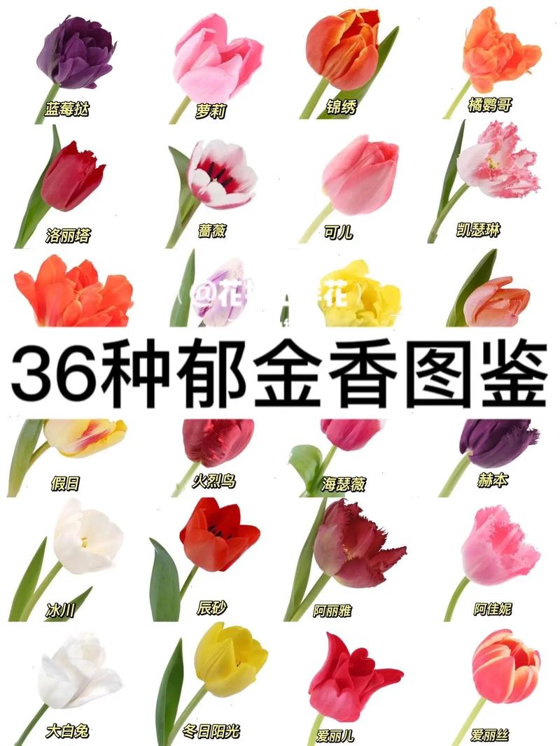 11朵白色郁金香鲜花寓意(11朵白色郁金香鲜花寓意什么)-第6张图片-花花知道网 11朵白色郁金香鲜花寓意(11朵白色郁金香鲜花寓意什么)-第6张图片-花花知道网
