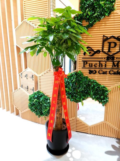 开业送花的讲究(开业送花的讲究和忌讳)-第7张图片-花花知道网 开业送花的讲究(开业送花的讲究和忌讳)-第7张图片-花花知道网