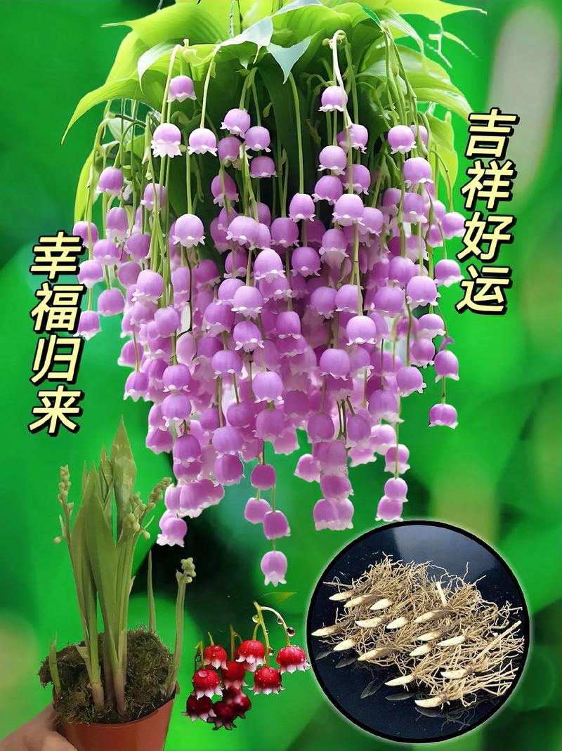 20种鲜花寓意(鲜花象征)-第1张图片-花花知道网 20种鲜花寓意(鲜花象征)-第1张图片-花花知道网