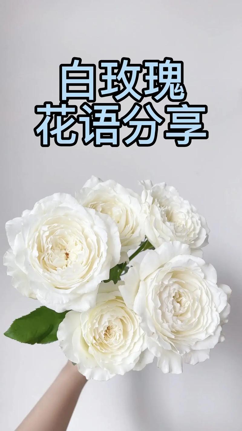66朵白玫瑰鲜花寓意(6朵白玫瑰的花语是什么意思)-第5张图片-花花知道网 66朵白玫瑰鲜花寓意(6朵白玫瑰的花语是什么意思)-第5张图片-花花知道网