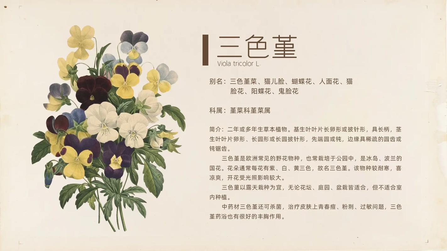 三色堇鲜花花语(三色堇花语是)-第1张图片-花花知道网 三色堇鲜花花语(三色堇花语是)-第1张图片-花花知道网