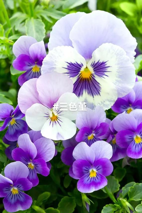 三色堇鲜花花语(三色堇花语是)-第4张图片-花花知道网 三色堇鲜花花语(三色堇花语是)-第4张图片-花花知道网