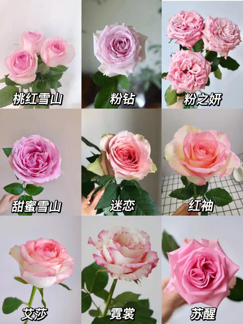 32朵鲜花寓意(32朵鲜花代表什么意思)-第3张图片-花花知道网 32朵鲜花寓意(32朵鲜花代表什么意思)-第3张图片-花花知道网