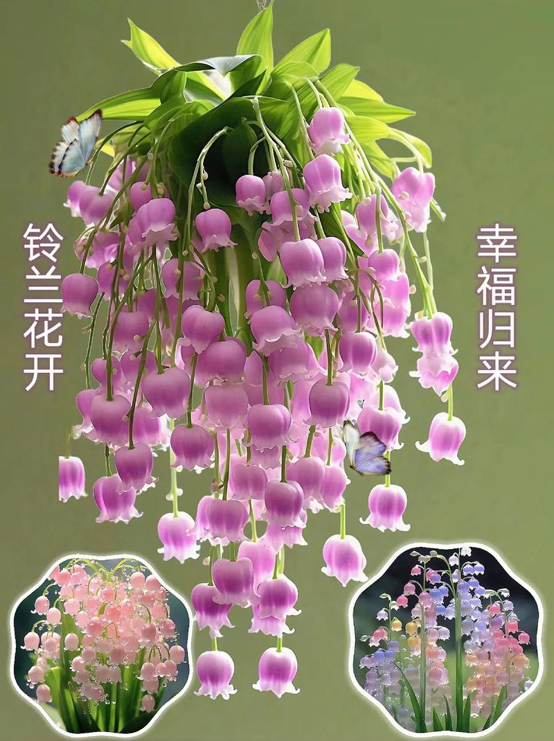 幸运鲜花花语(幸运花卉)-第4张图片-花花知道网 幸运鲜花花语(幸运花卉)-第4张图片-花花知道网