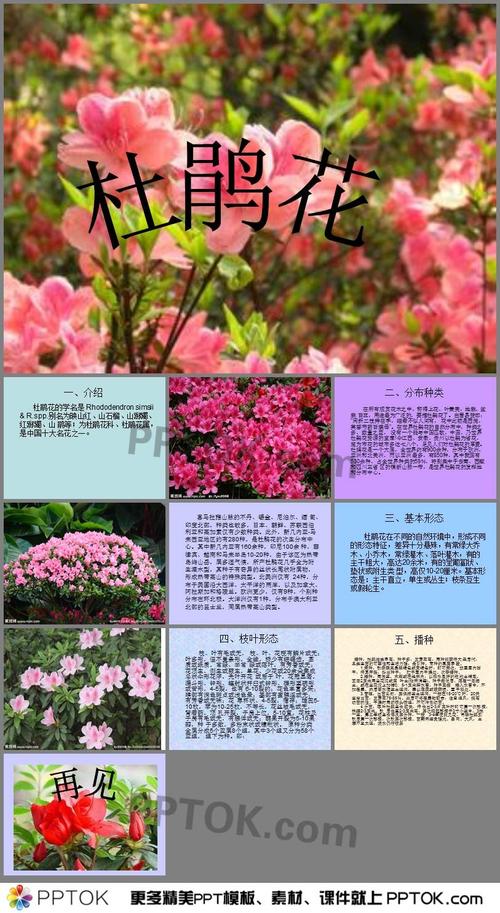 鲜花花语集锦(鲜花花语集锦图片大全)-第3张图片-花花知道网 鲜花花语集锦(鲜花花语集锦图片大全)-第3张图片-花花知道网