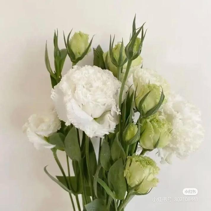 11朵洋桔梗鲜花寓意(不同洋桔梗花的花语)-第2张图片-花花知道网 11朵洋桔梗鲜花寓意(不同洋桔梗花的花语)-第2张图片-花花知道网