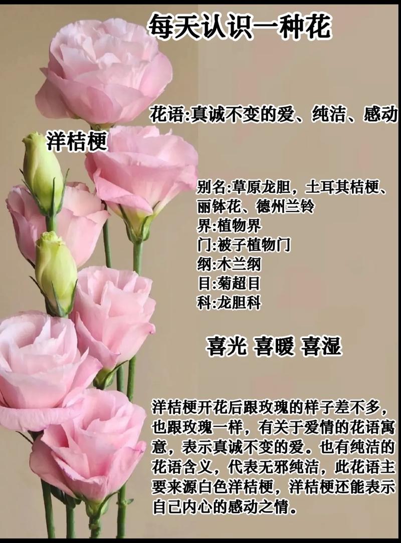 11朵洋桔梗鲜花寓意(不同洋桔梗花的花语)-第3张图片-花花知道网 11朵洋桔梗鲜花寓意(不同洋桔梗花的花语)-第3张图片-花花知道网