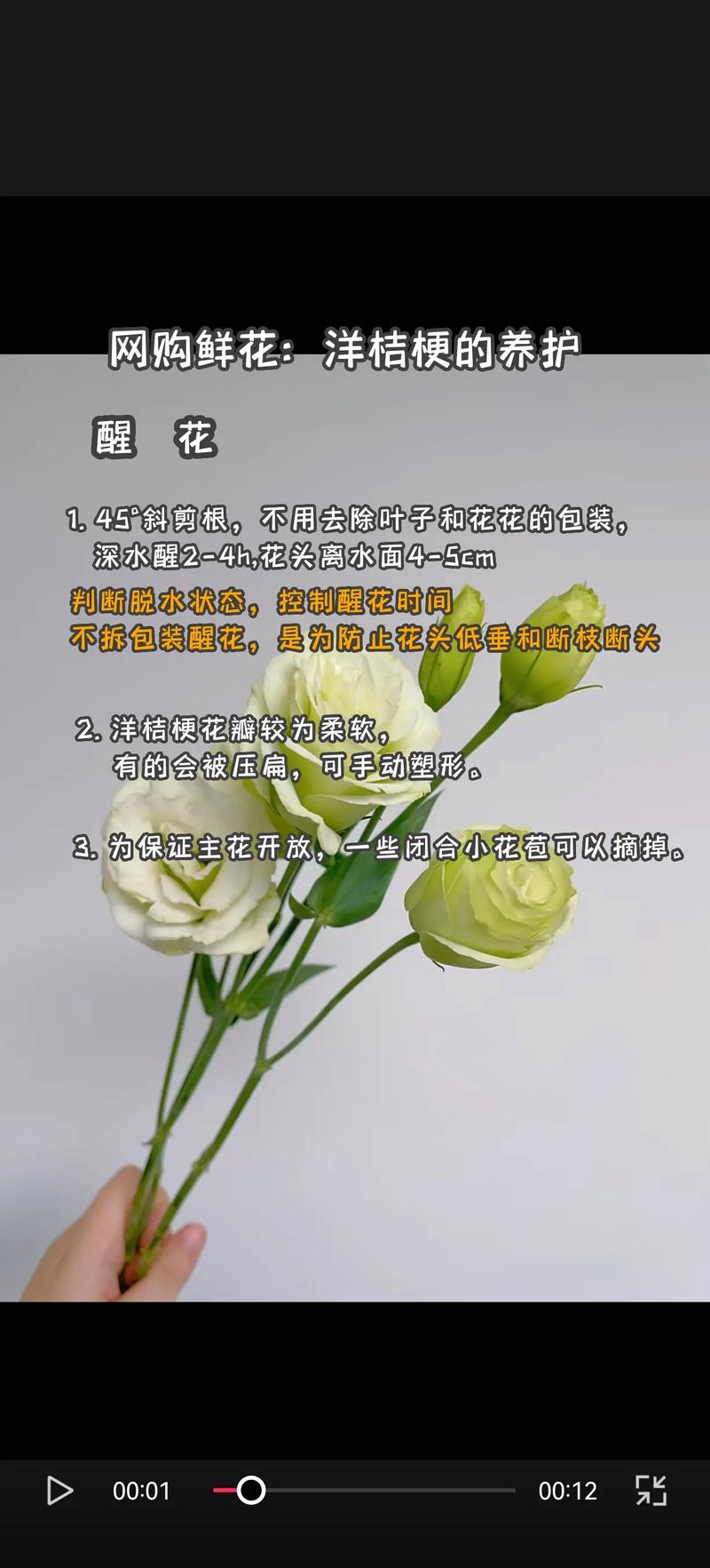 11朵洋桔梗鲜花寓意(不同洋桔梗花的花语)-第7张图片-花花知道网 11朵洋桔梗鲜花寓意(不同洋桔梗花的花语)-第7张图片-花花知道网